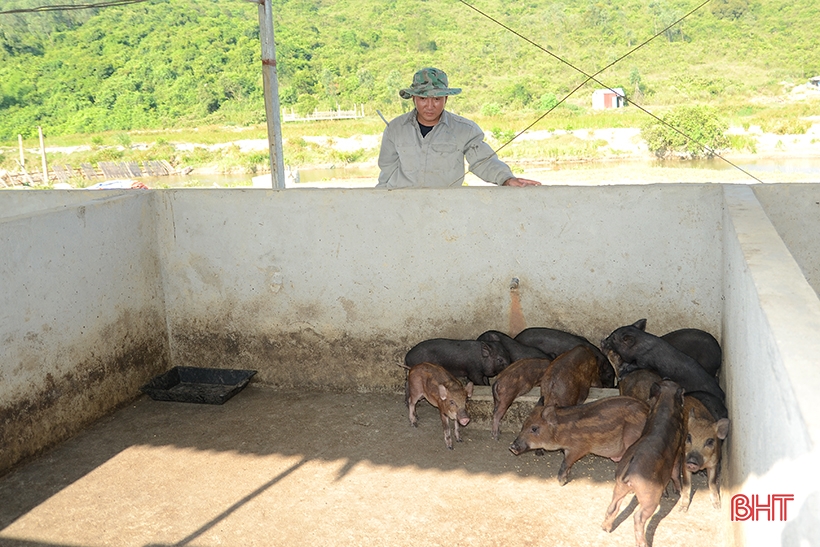 9X Nghi Xuan recupera tierras montañosas para criar cientos de jabalíes