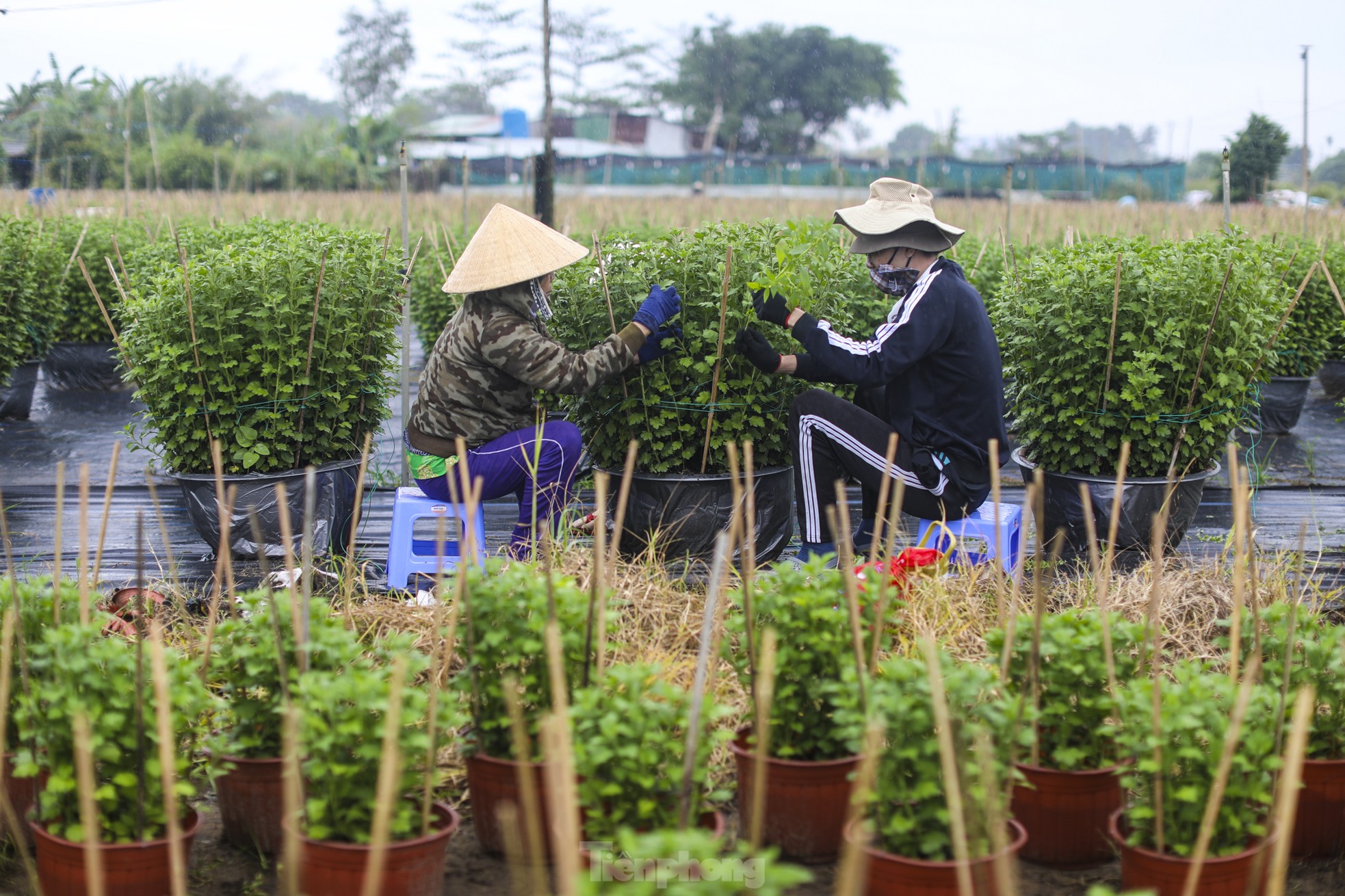 El pueblo de flores del Tet más grande de la ciudad de Ho Chi Minh está 'distorsionado' por el clima foto 14