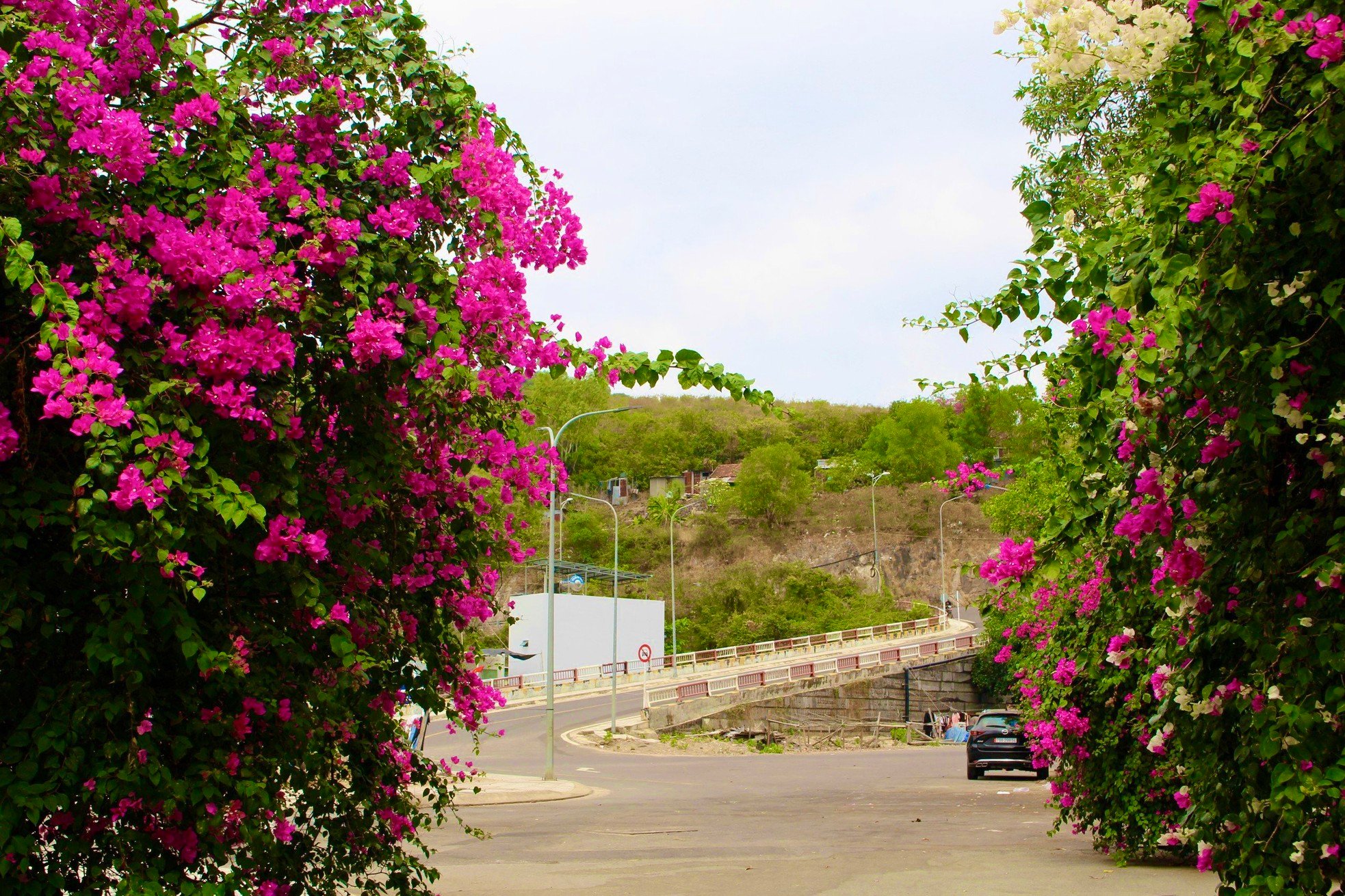 Junge Leute schauen gerne in der leuchtenden Bougainvillea-Straße in Nha Trang vorbei. Foto 10