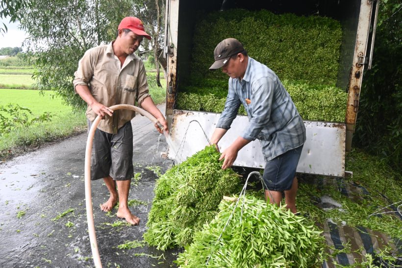 Cuộc sống khấm khá nhờ trồng rau. Ảnh: Thành Nhân