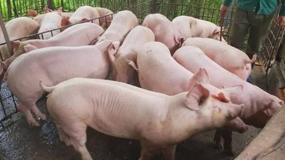 Prix ​​du porc au 12 janvier 2025 : Forte hausse dans le Nord, atteignant 70 000 VND/kg