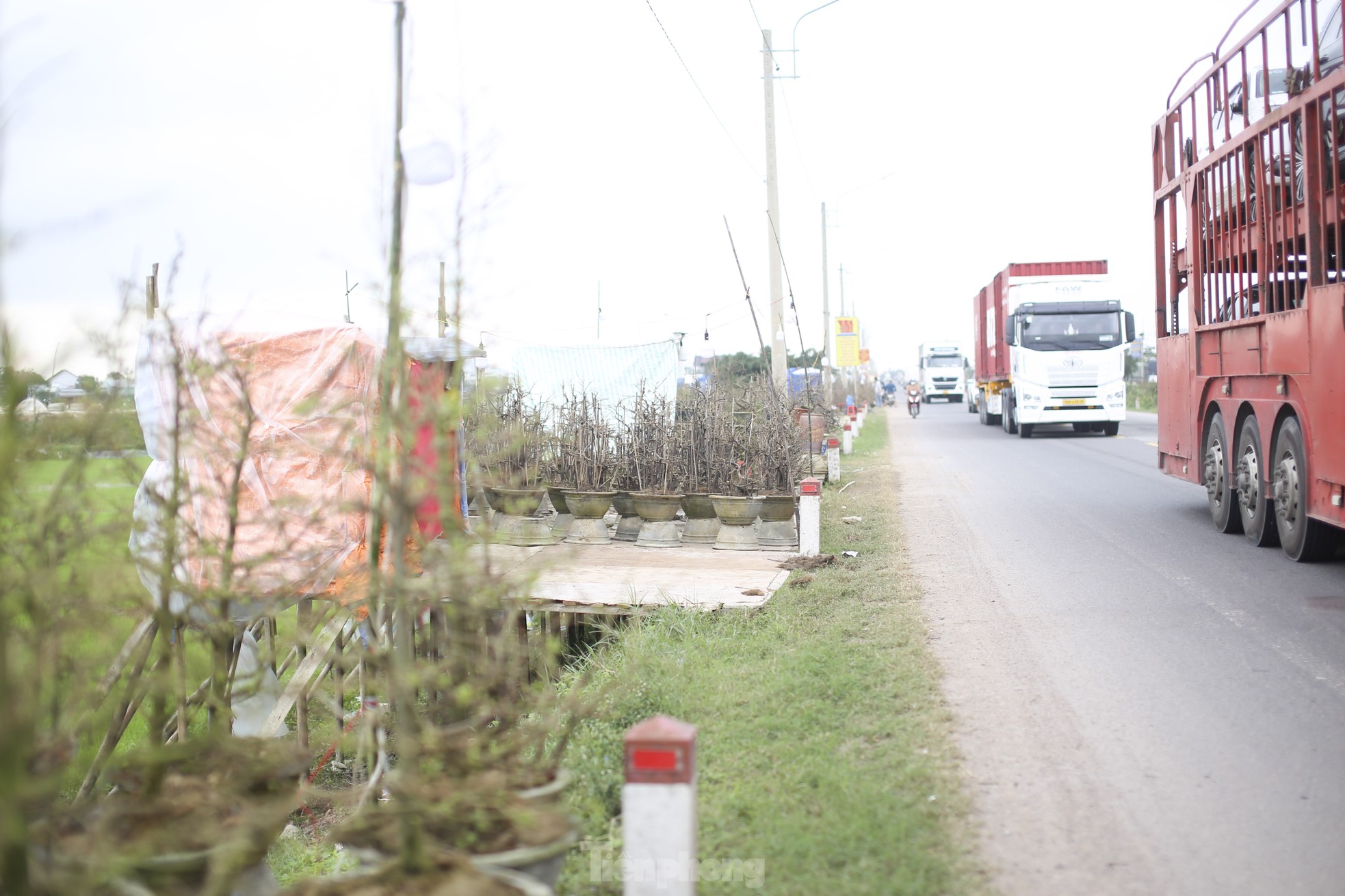 Gardeners are busy setting up stalls and putting mai flowers on the street to 'keep' customers, photo 2