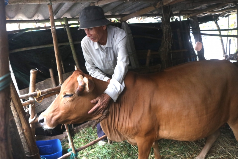 Ông Hồ Tiện chăm sóc con bò cái sinh sản được Nhà nước hỗ trợ rất kỹ và nay nó chuẩn bị đẻ cho ông một con bê con.