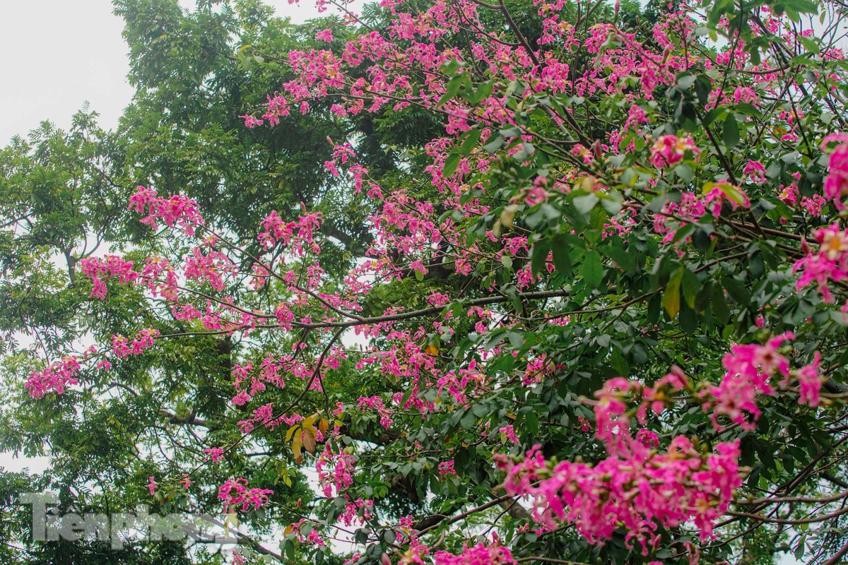 Bewundern Sie die bezaubernde Pracht der wunderschönen Blumen im Herzen von Hanoi Foto 14