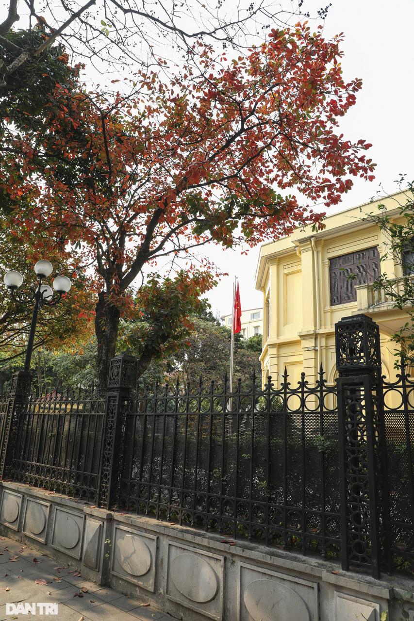 ハノイの紅葉シーズンの奇妙に美しい街角 - 7 Những góc phố đẹp lạ trong mùa cây lá đỏ ở Hà Nội - 7