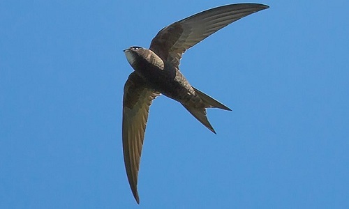 Welt – Erstaunliche Vogelart, die ein ganzes Jahr lang fliegen kann, ohne zu landen (Foto 7).