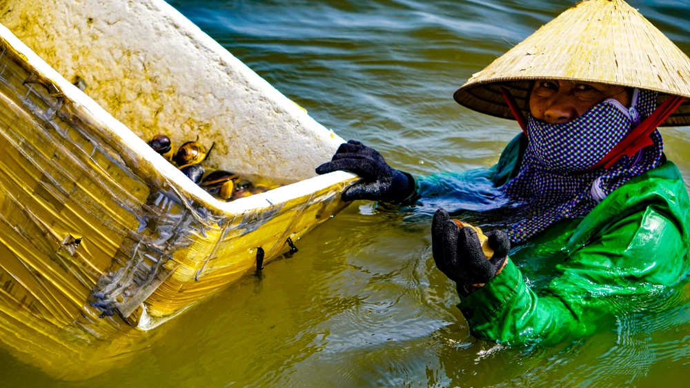 Ở phá Tam Giang nơi được ví là biển cạn, có loại hải sản được coi là 