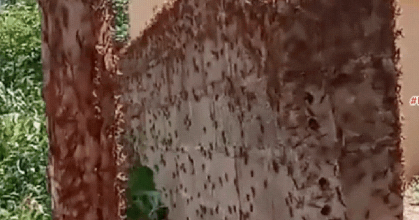 What does the government say about tens of thousands of locusts attacking crops and primary schools in Lang Son?