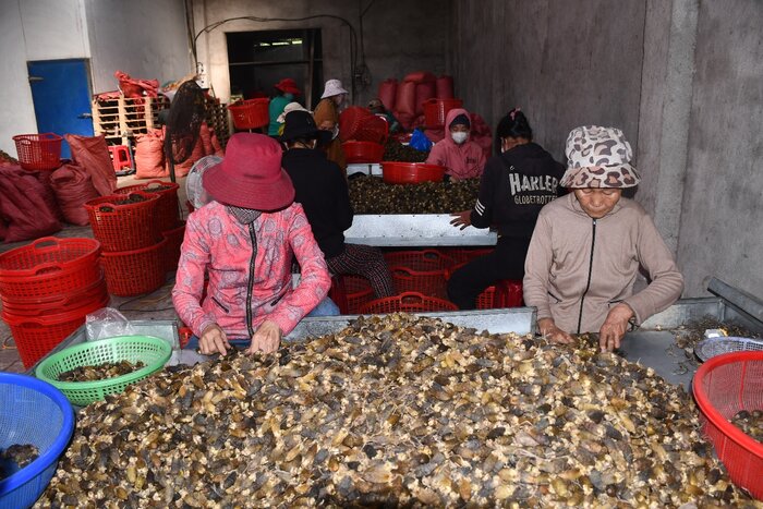 Fresh areca nuts after being purchased will be dried and exported to China. Photo: Vien Nguyen