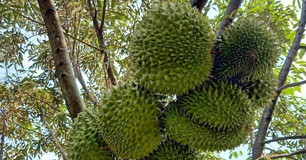 Esta comuna de Ba Ria-Vung Tau, que cultiva durian hasta convertirlo en un huerto valuado en mil millones de dólares, corta esta fruta especial gigante y la vende a un precio económico.