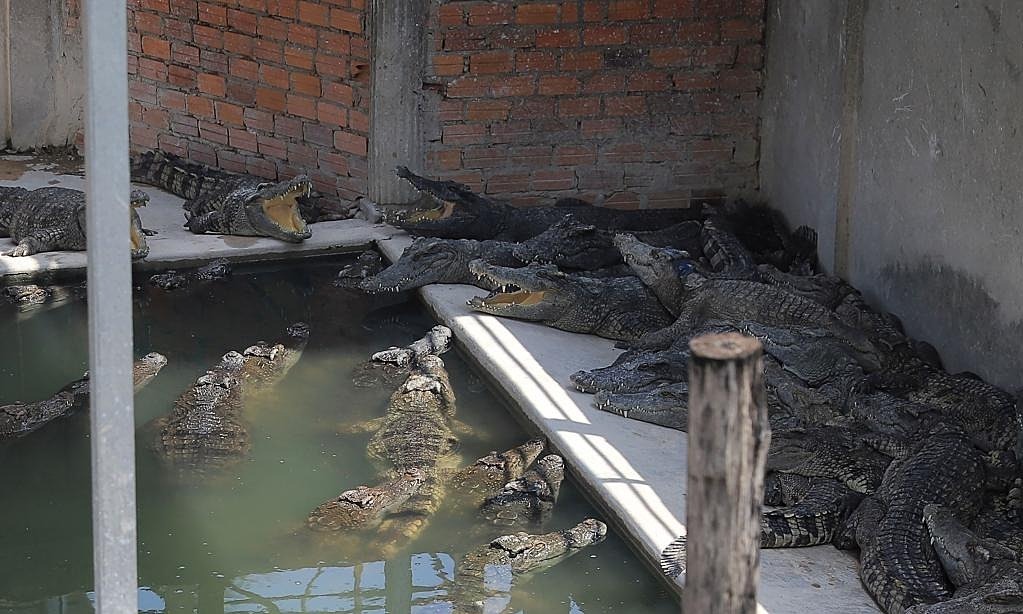 Al caer en la jaula, el dueño de la granja fue mordido hasta la muerte por un grupo de cocodrilos.