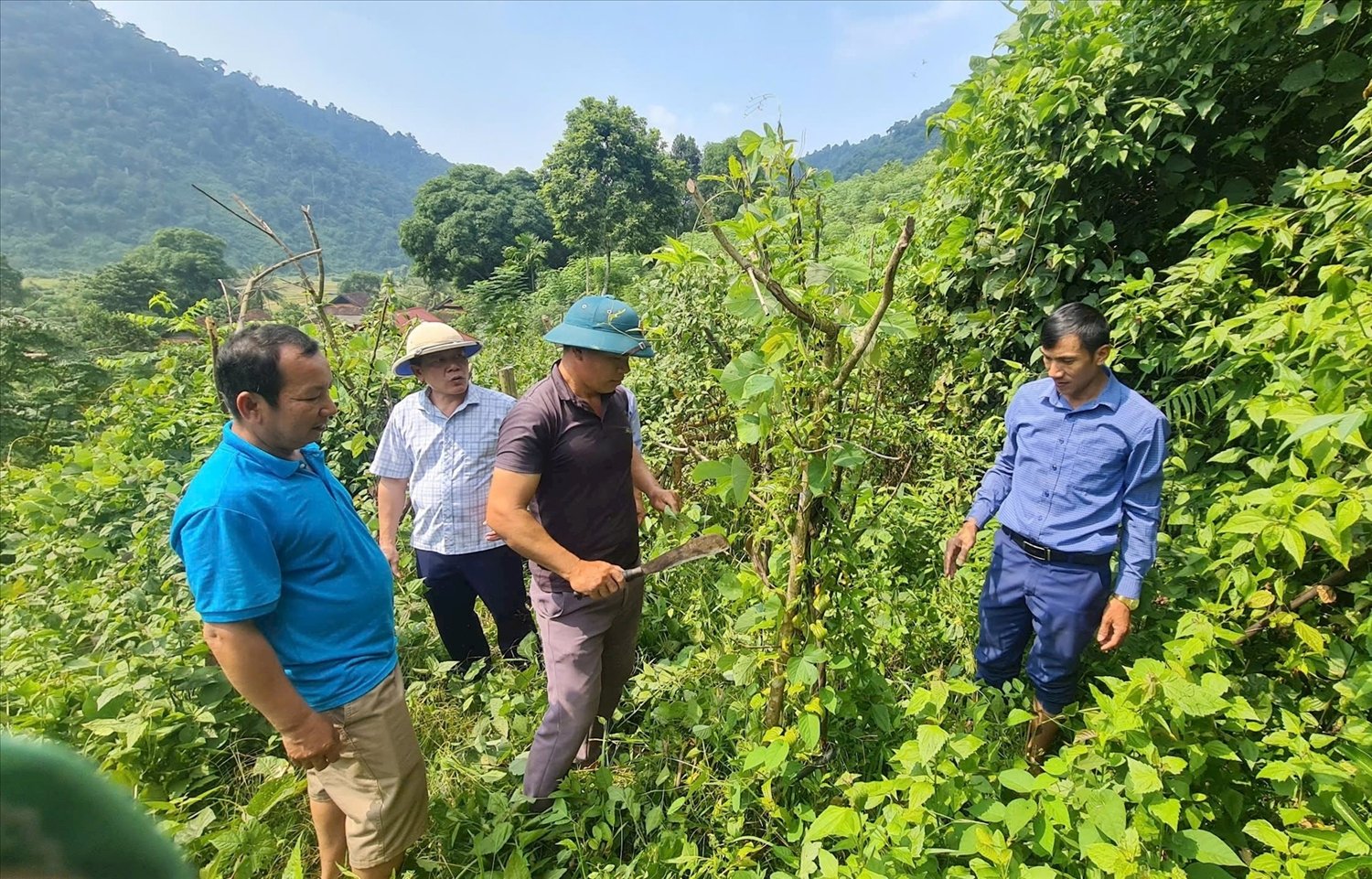 Cây Bách Bộ được người dân bản Na Kho, xã Nga My, huyện Tương Dương trồng dưới tán rừng