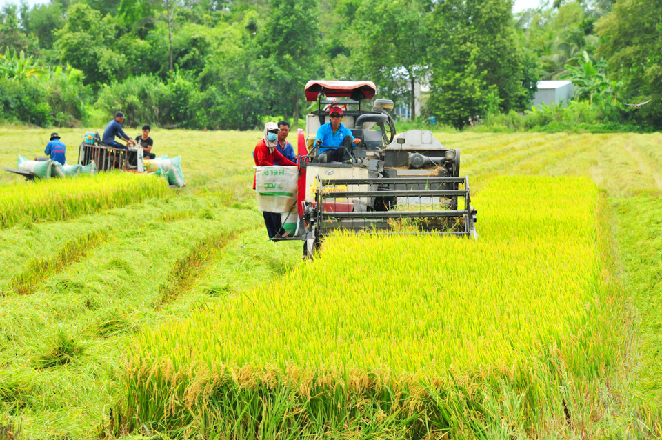 Đề án 1 triệu héc-ta lúa chất lượng cao và phát thải thấp đang được triển khai rộng khắp tại Đồng bằng sông Cửu Long.