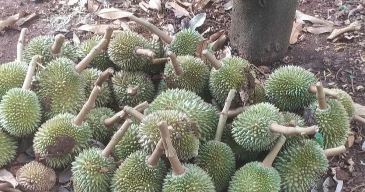 Les agriculteurs pleurent la destruction de 1 600 durians pendant la nuit