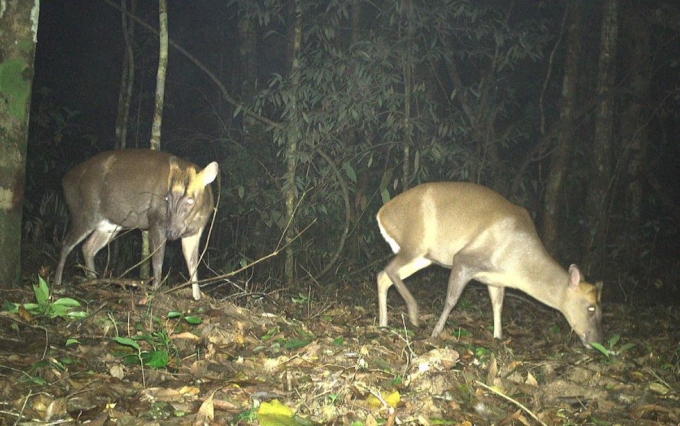 مصائد الكاميرا تكشف عن Truong Son muntjac. الصورة: الصندوق العالمي للطبيعة في فيتنام