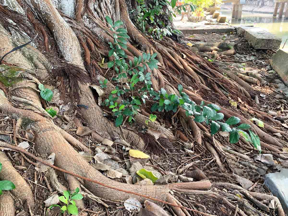 Cặp 'đại lão' bồ đề trong một xóm cùng đạt danh hiệu cây di sản- Ảnh 4.