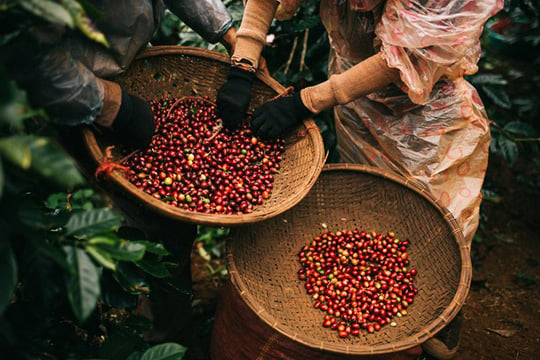 Robusta coffee price slightly increased by 0.14% compared to reference