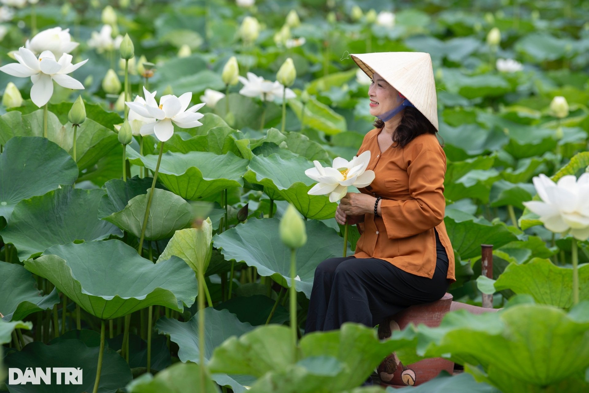 Giới trẻ Hà Nội chi tiền triệu thuê thợ chụp ảnh mùa sen nở sớm - 9