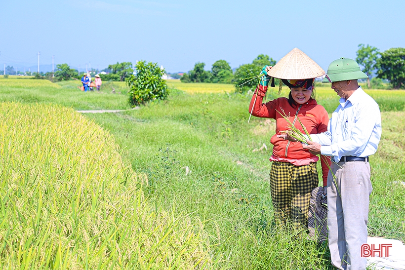 Los agricultores de Ha Tinh se apresuran a cosechar el arroz de primavera