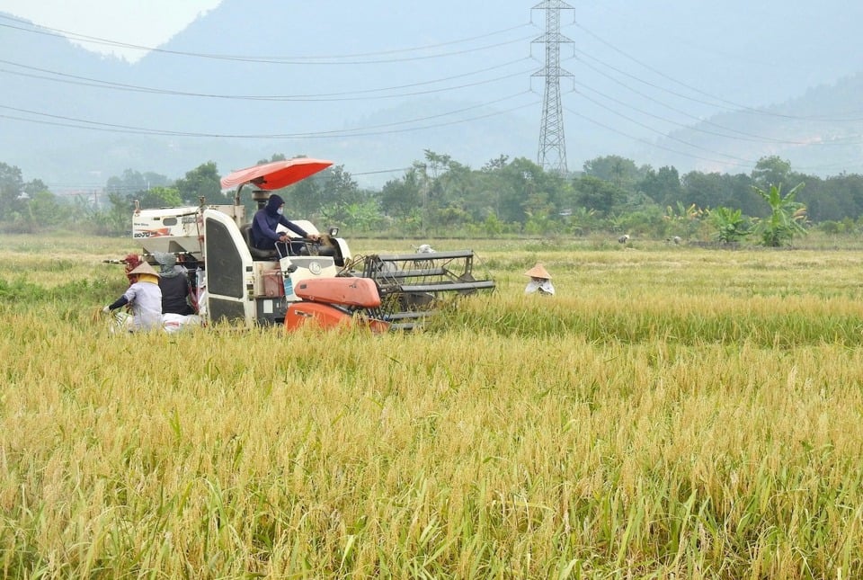 Harvesting yellow sticky rice in Minh Tri commune (Soc Son district).