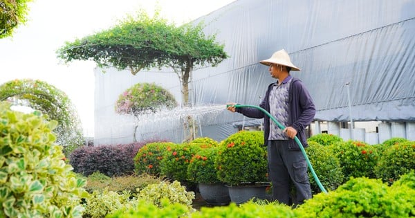 The largest bonsai village in the North 'starts over' after storm No. 3