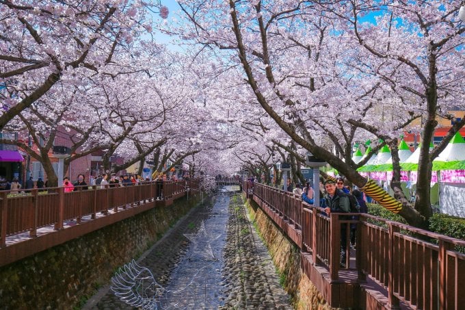 Hai bên bờ suối Yeojwacheon, Changwon, Hàn Quốc phủ kín hoa anh đào bung nở. Ảnh: Thanh Tuấn