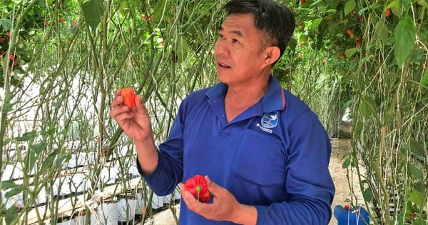 Growing a chili variety with a strange shape like a devil's face and a special spicy taste, Lam Dong farmers are guaranteed by businesses.