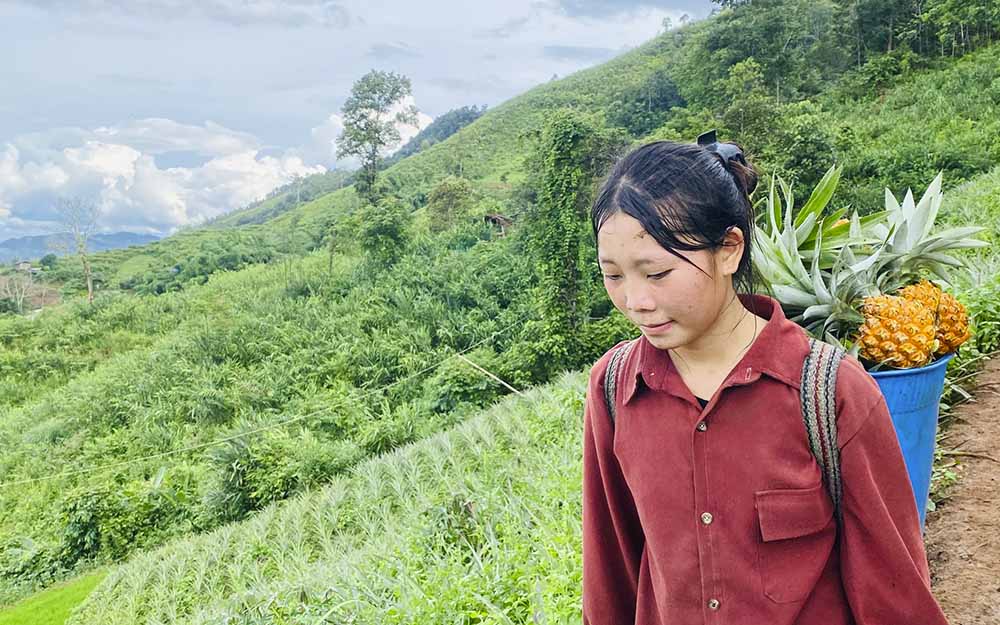 Ananasbäume haben den Menschen in der Gemeinde Nam Chua im Bezirk Nam Po nach und nach geholfen, ihr Einkommen zu erhöhen und der Armut zu entkommen.