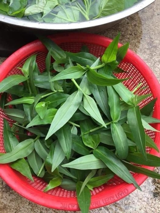 Rau rừng, rau dại này loài thỏ ham ăn, ai ngờ vặt về luộc chấm nước cá kho thì bụng no miệng vẫn thèm - Ảnh 1.