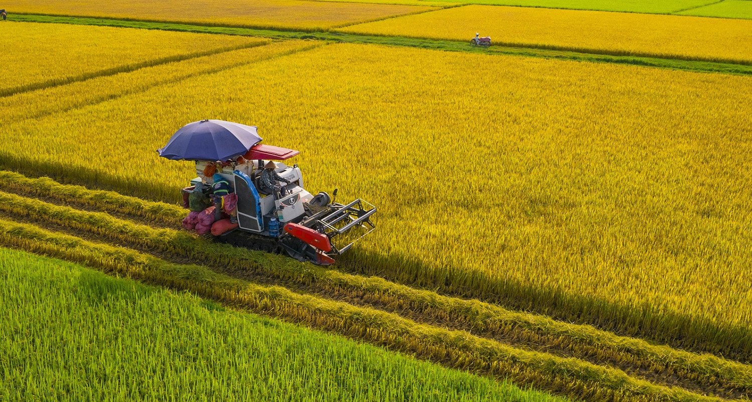 Growing rice earns nearly 5 billion VND/year, farmers want to grow rice to sell carbon credits