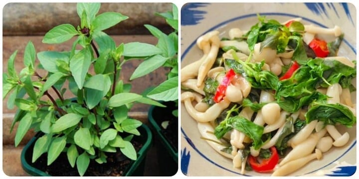 Comer albahaca regularmente es muy bueno para la salud.