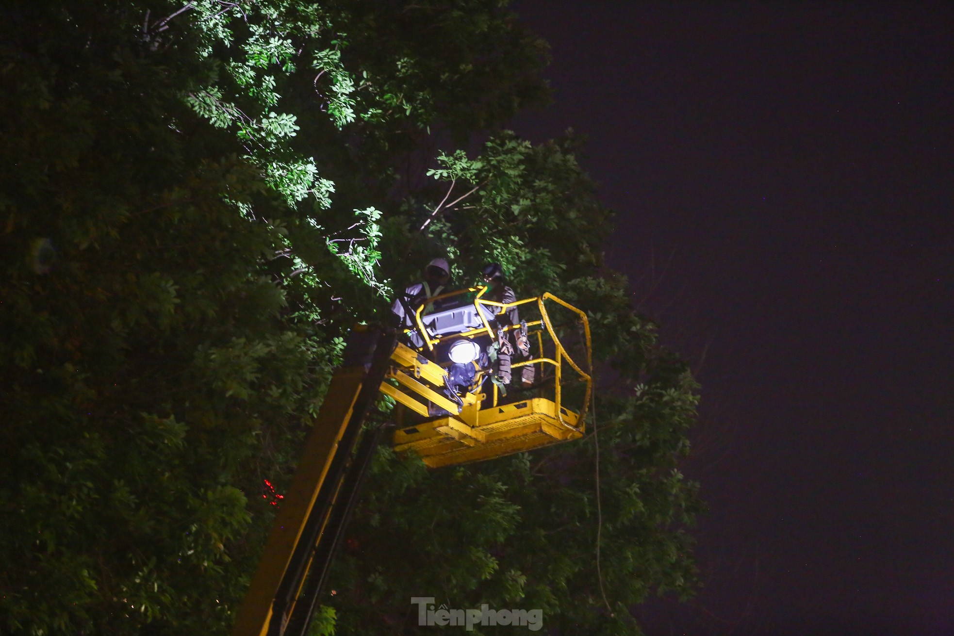 Pruning the hundred-year-old rosewood trees on Lang Street overnight, photo 10