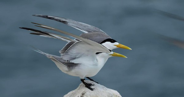 Una isla acaba de ser reconocida como el santuario de aves marinas con la mayor densidad de reproducción de Vietnam, con 4,88 huevos por metro cuadrado.