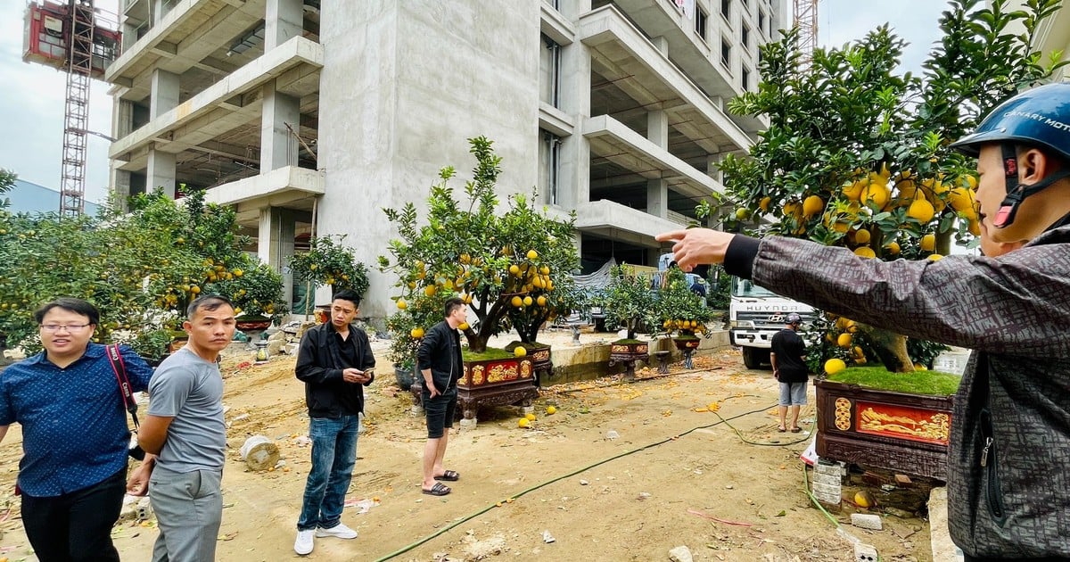 Nhiều tiểu thương "cắn răng" bán tháo cây cảnh sau Tết Nguyên đán