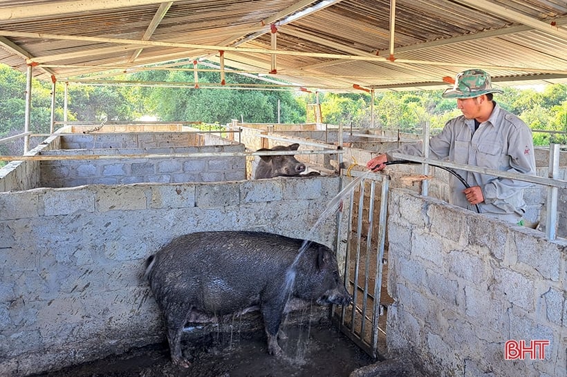 9X Nghi Xuan recupera tierras montañosas para criar cientos de jabalíes