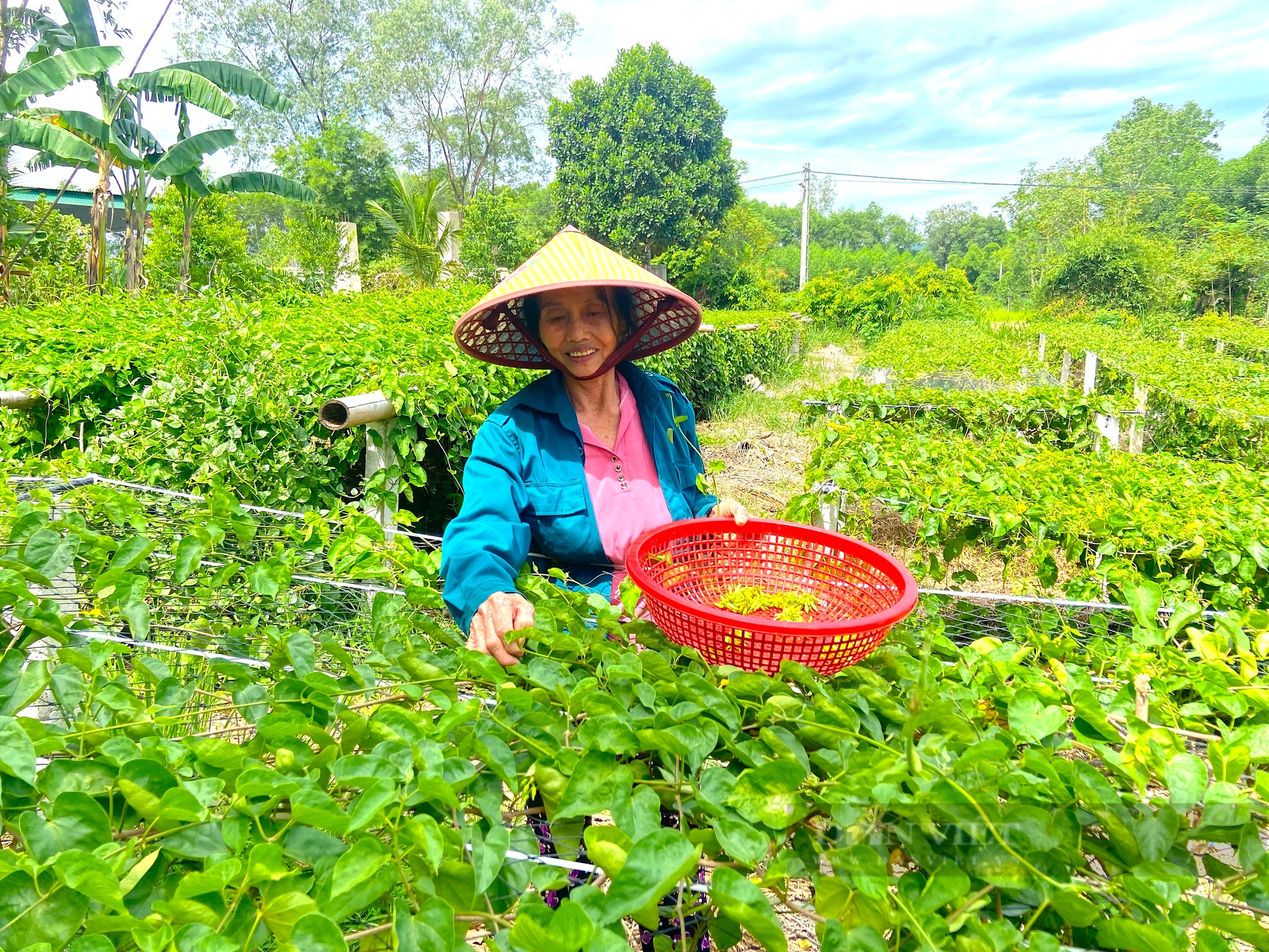 Nông dân miền núi Hà Tĩnh trồng loại cây ra hoa vàng kín giàn, hái bán là “bỏ túi” tiền triệu- Ảnh 5.