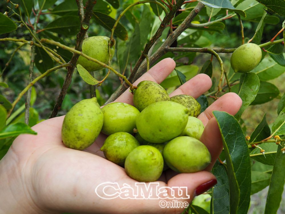 Ở miền Tây có cây cà na chẳng trồng chẳng chăm mà cho bao quả, chỉ nghe tên thôi cũng ứa nước miếng- Ảnh 2.