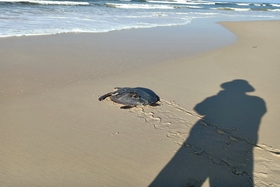 カメの救出に成功