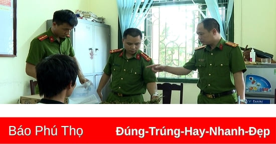 Phát hiện, thu giữ số lượng lớn cây cần sa