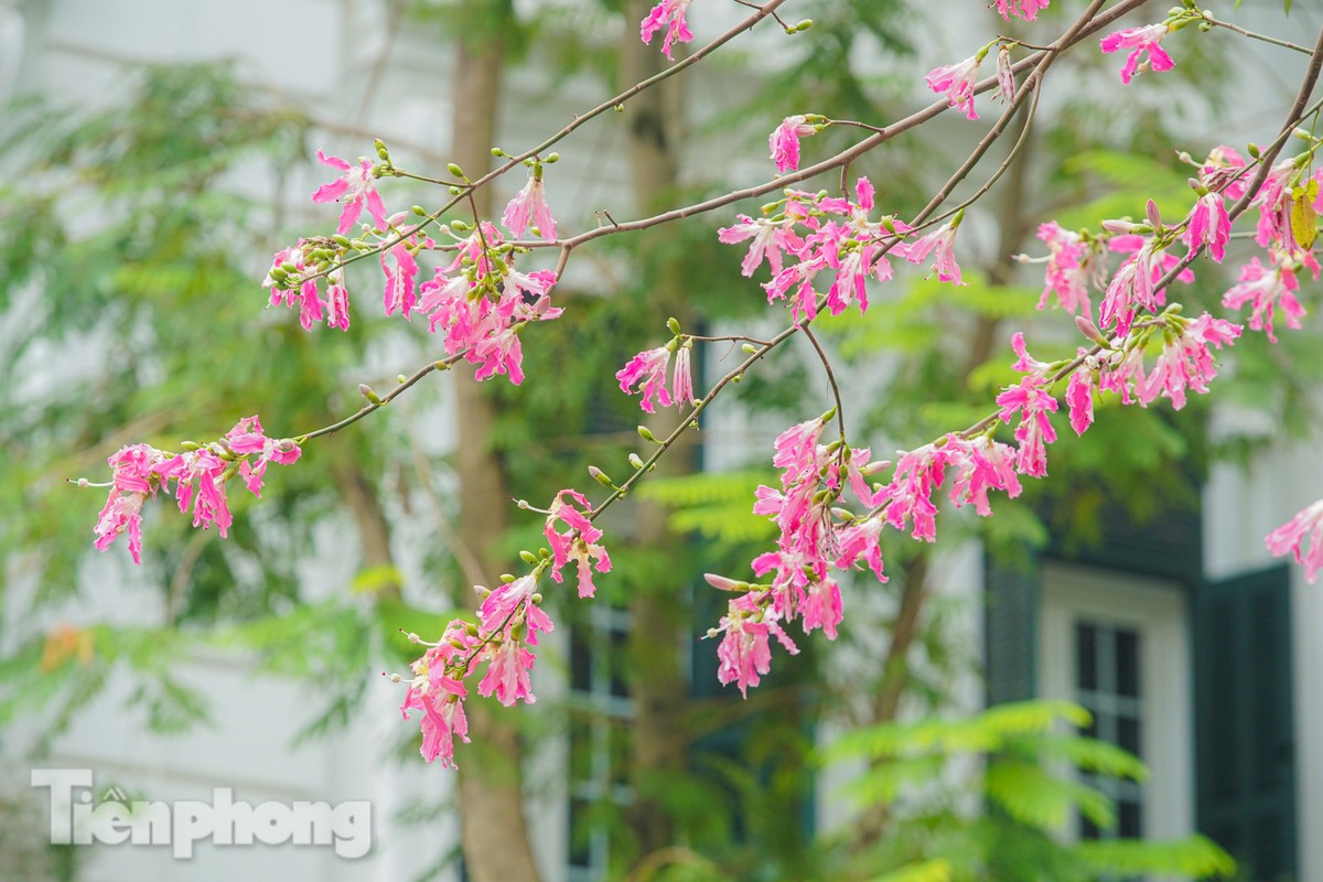 Bewundern Sie die bezaubernde Pracht der wunderschönen Blumen im Herzen von Hanoi Foto 7