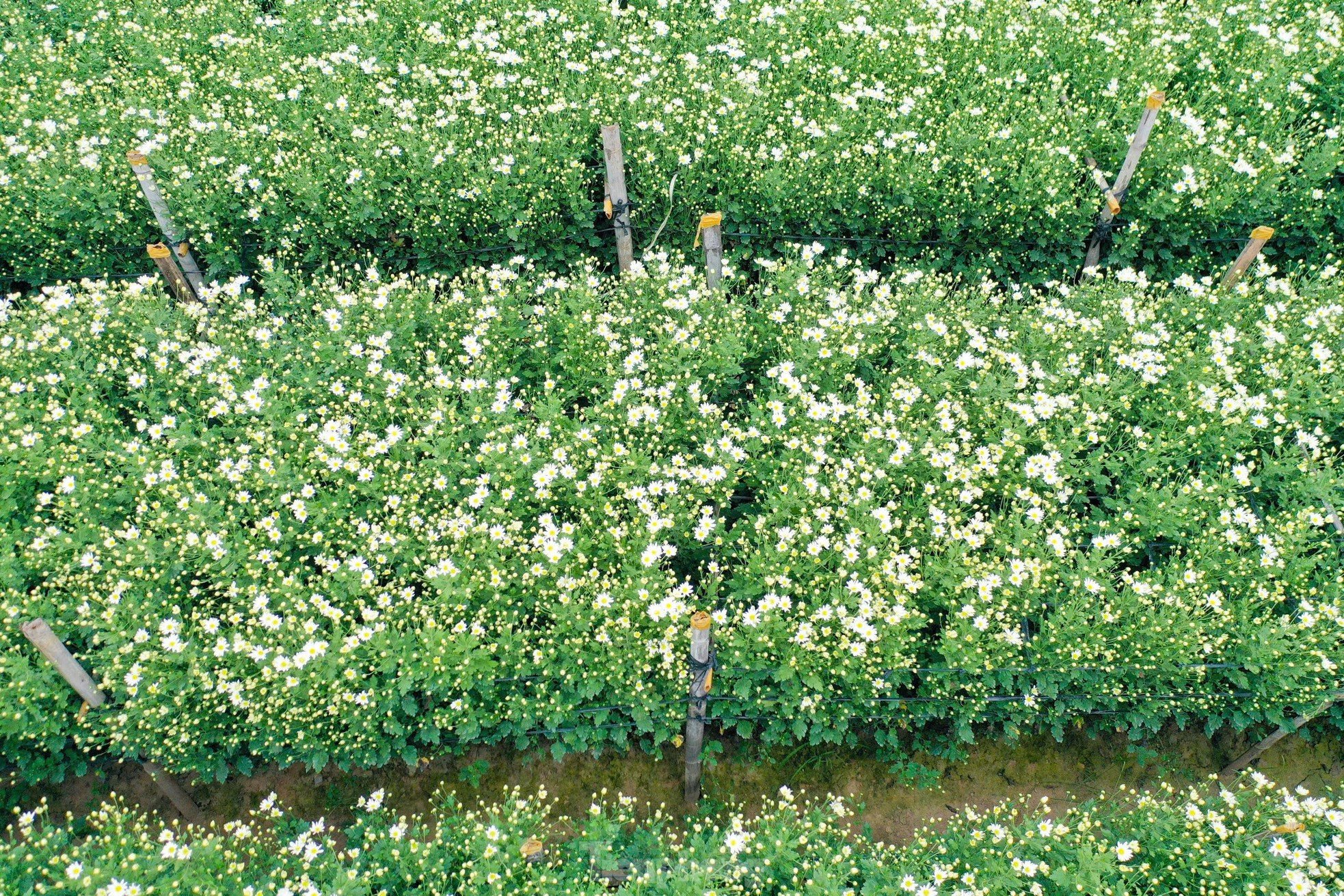 สวนดอกเดซี่หายากที่รอดพ้นจากพายุไต้ฝุ่นยางิที่บานสะพรั่ง อวดสีสันให้ชม ภาพที่ 2