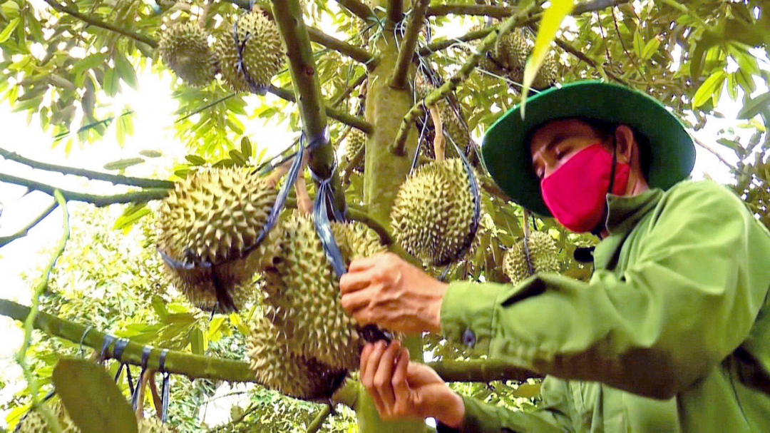 ¡Las empresas esperan con impaciencia que bajen los precios del durian!