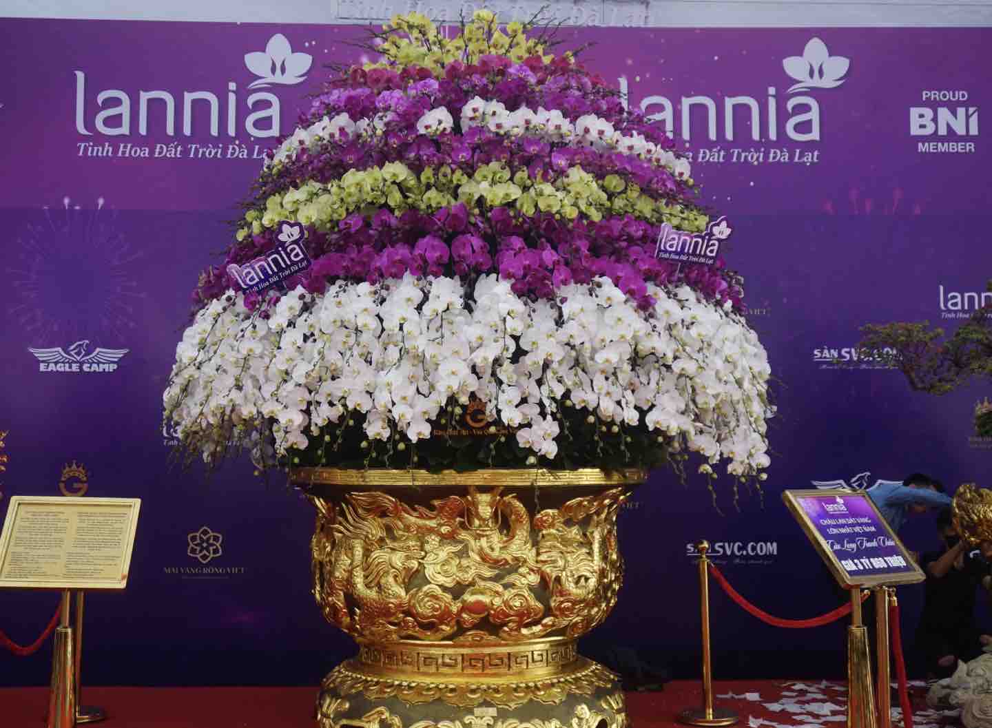 Un pot d'orchidée Phalaenopsis de 9 étages nommé « Neuf dragons en compétition pour une perle » au stand de fleurs du Têt dans le quartier de My Dinh. Photo : Nhat Minh