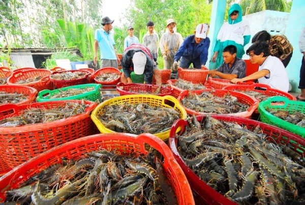 Giá tôm thấp kỷ lục do dư cung toàn cầu: Doanh nghiệp Việt cần ứng phó ra sao?