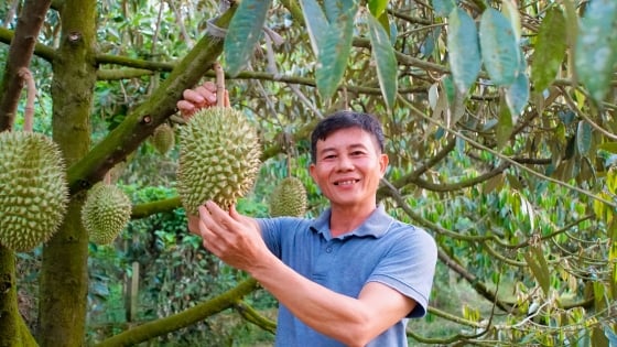 Durian bio sur un terrain difficile, les clients qui veulent manger doivent commander à l'avance