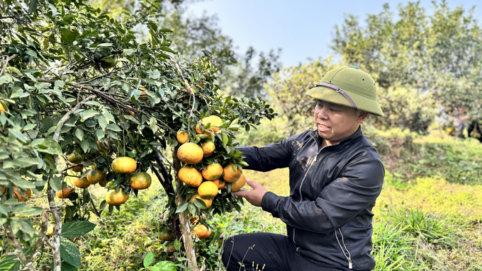 오렌지나무는 현재 흐엉선(Huong Son) 지역에서 가장 경제적인 효율성을 지닌 과일나무입니다. 사진: Anh Nguyet.