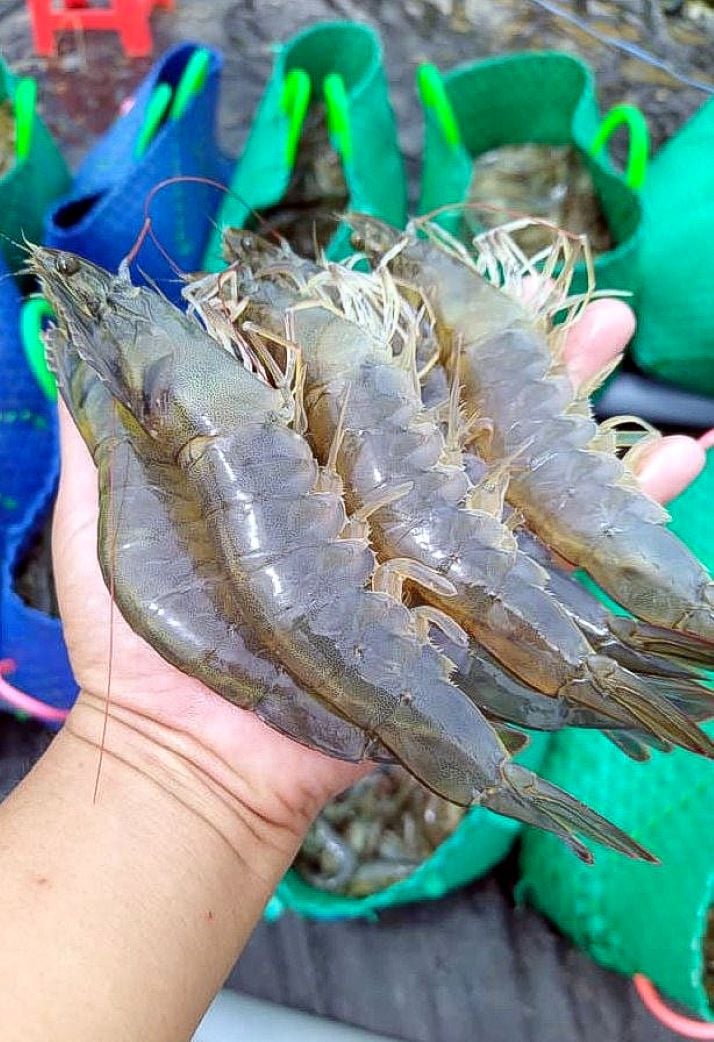 กุ้งถือเป็นผลิตภัณฑ์ส่งออกอาหารทะเลหลักของเวียดนาม ภาพโดย : นัท โฮ