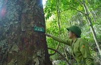 Un arbre de fer géant dans la forêt de Nam Xuan Lac. (Photo de NGOC TU)