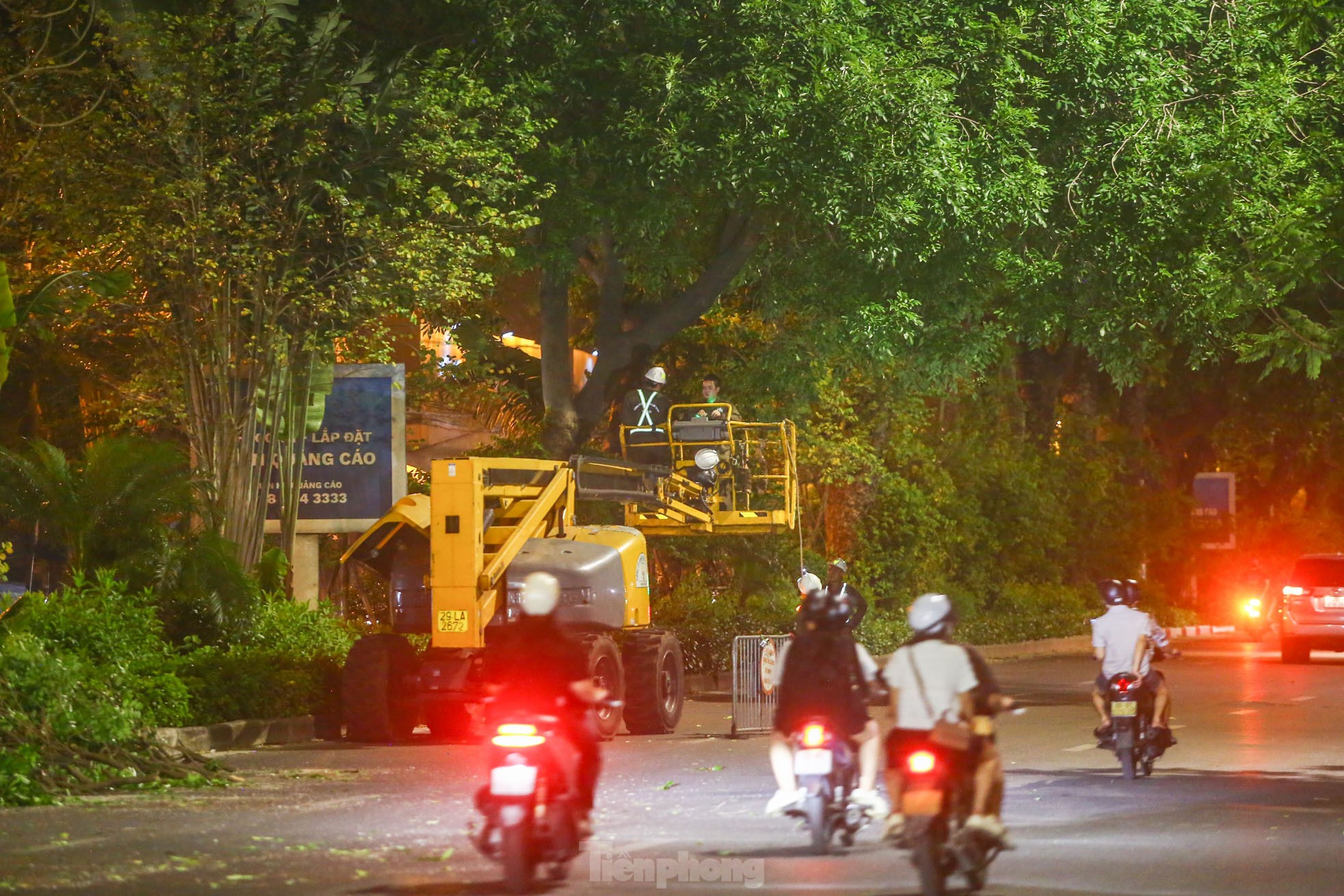 Pruning the hundred-year-old rosewood trees on Lang Street overnight, photo 1