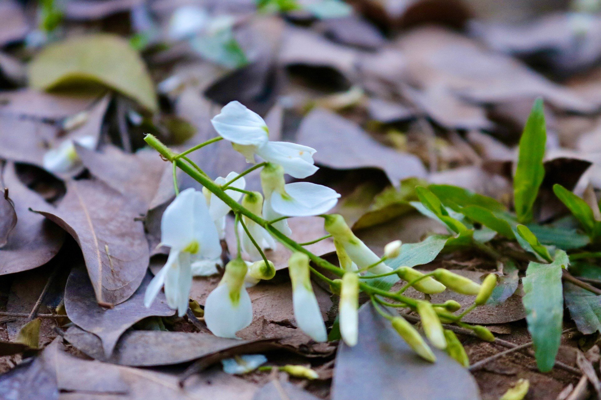 De nombreux coins de rues de Hanoi sont recouverts de neige avec la couleur blanche pure des fleurs de Sua photo 13